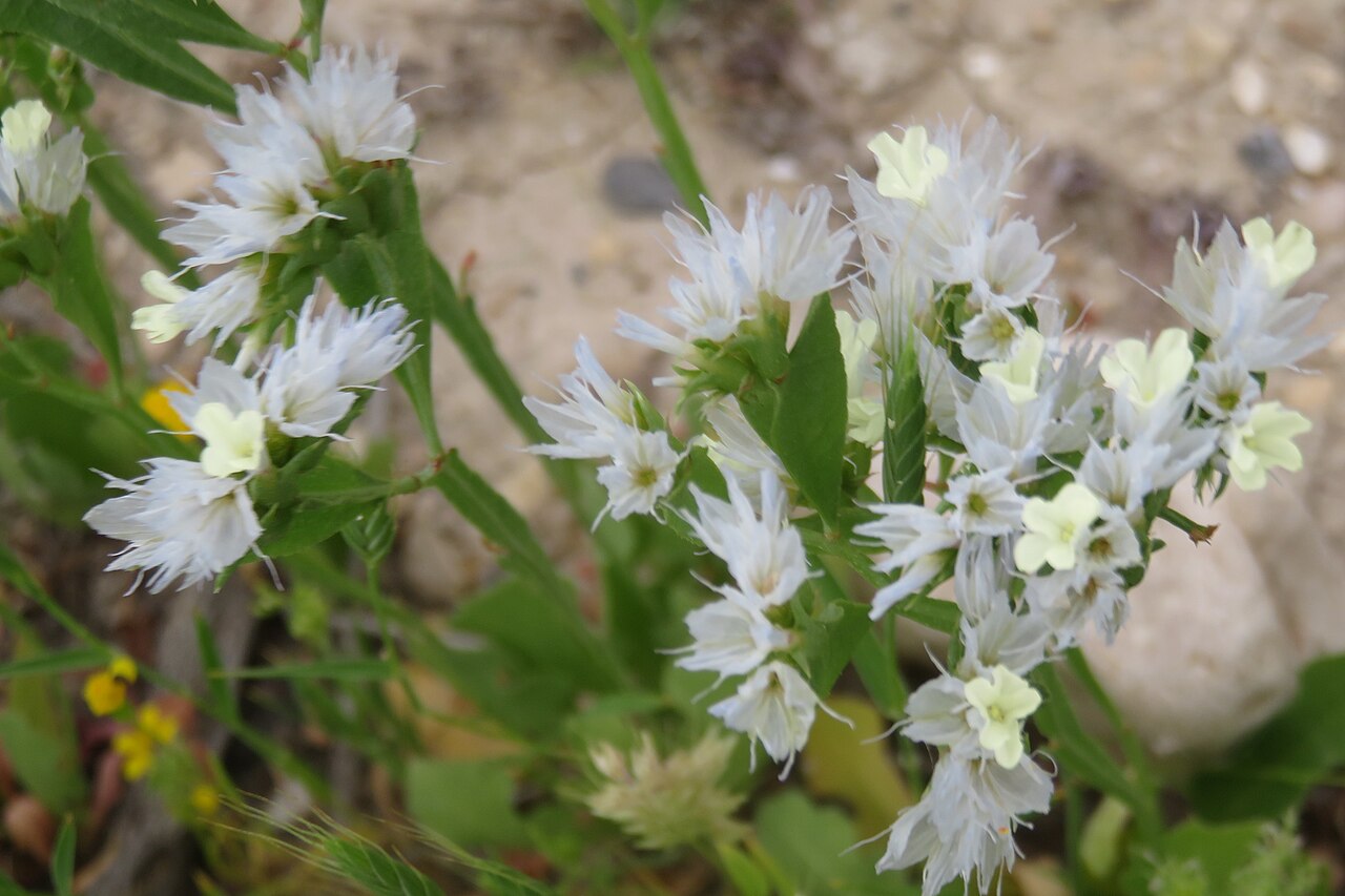 Limonium lobatum: עדעד המדבר