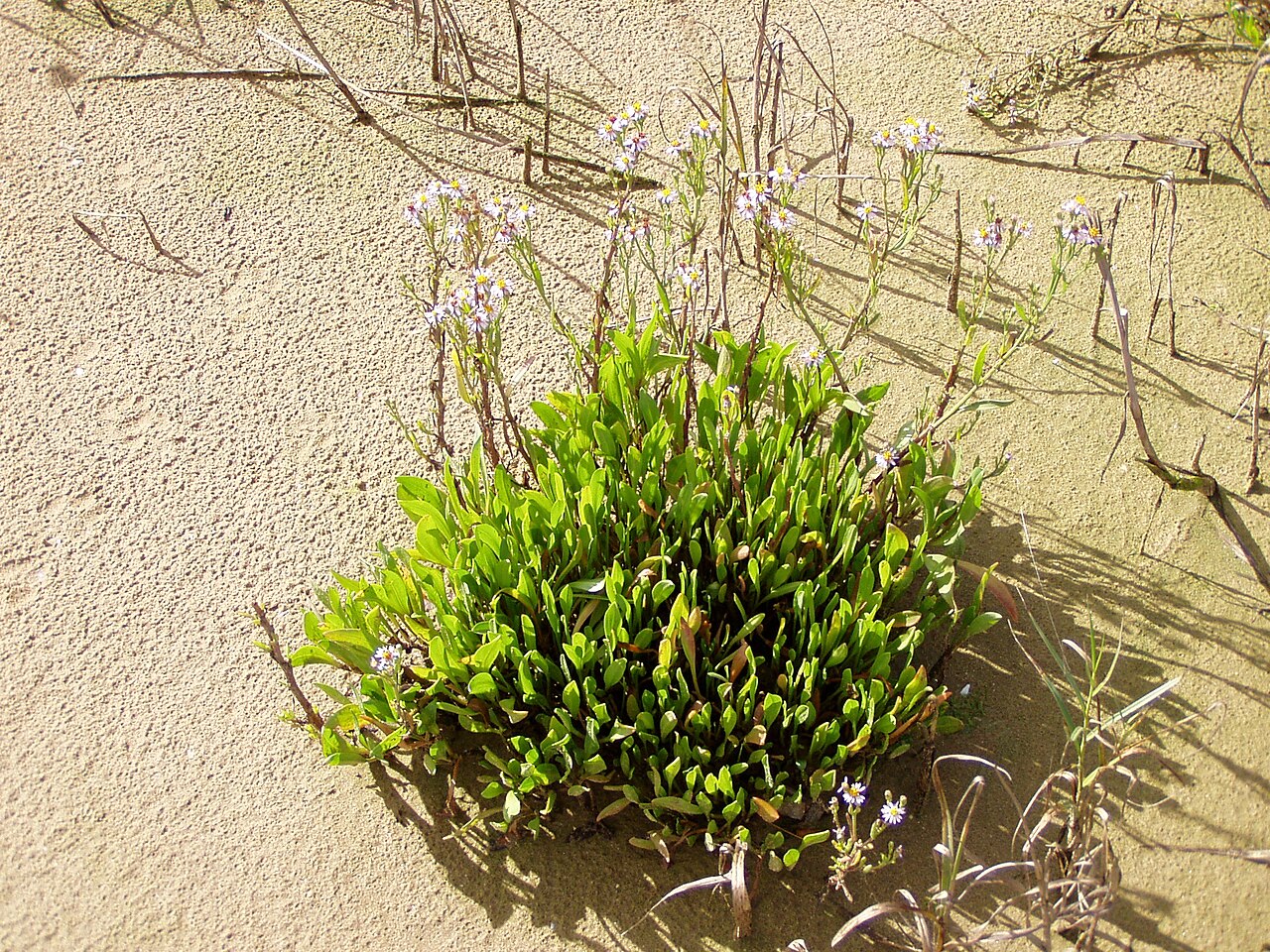 Limonium narbonense: Limonium angustifolium . Tagus River estuary, Alcochete, Portugal.