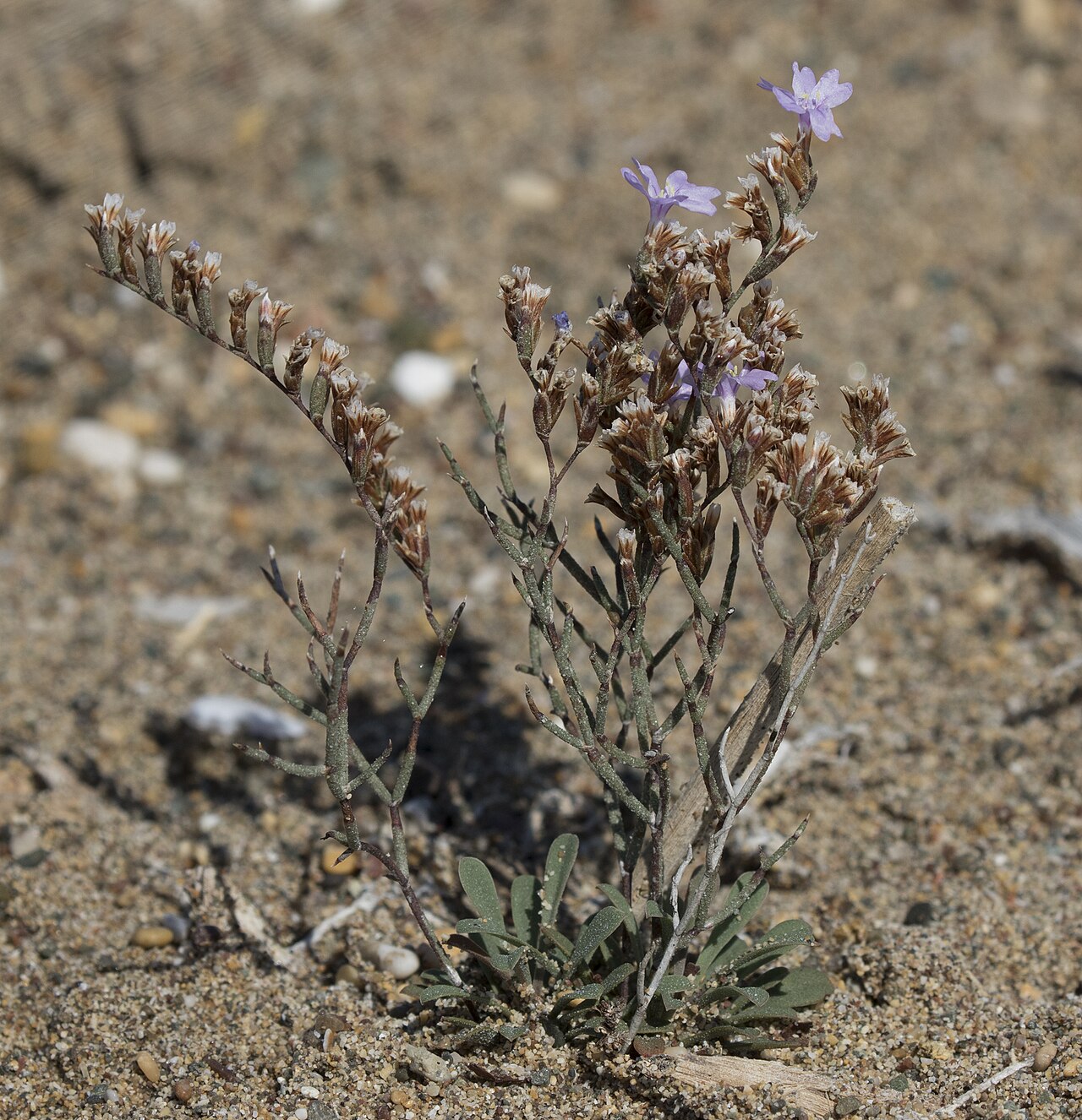 Limonium narbonense: Sea lavender ( Limonium narbonense ). Delta Göksu, Taşucu - Silifke, Mersin - Turkey.