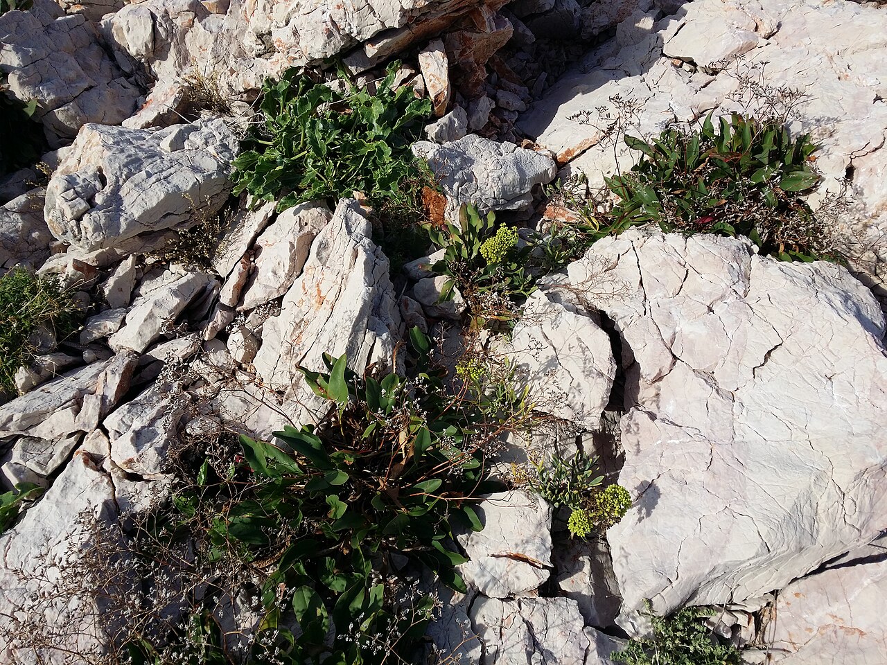 Limonium narbonense: Habitus Taxonym: Limonium narbonense ss Rottensteiner: Exkursionsflora für Istrien ISBN 978-3-85328-067-6 Location: Otočić Zečevo, County Primorje-Gorski kotar,