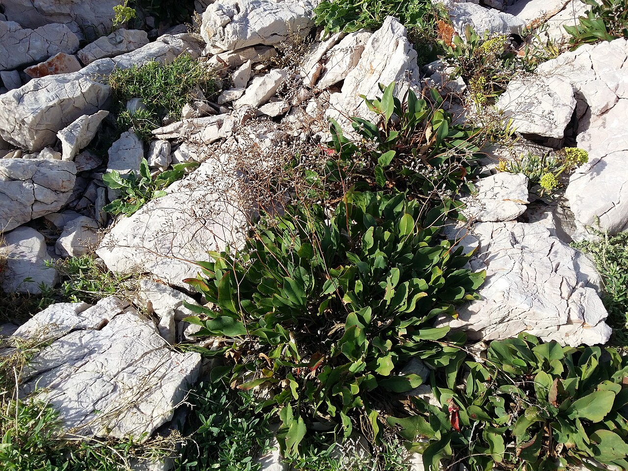 Limonium narbonense: Habitus Taxonym: Limonium narbonense ss Rottensteiner: Exkursionsflora für Istrien ISBN 978-3-85328-067-6 Location: Otočić Zečevo, County Primorje-Gorski kotar,