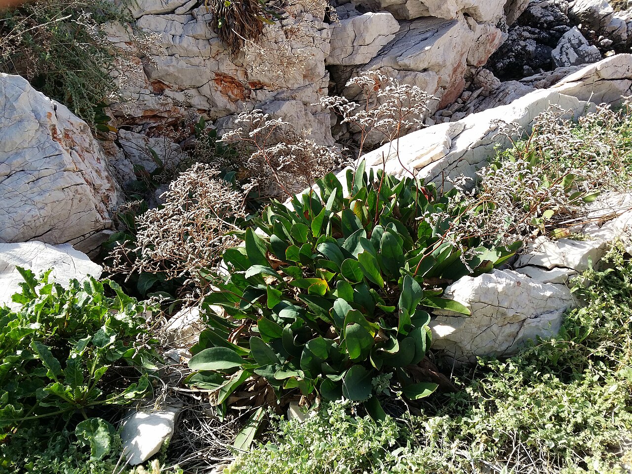 Limonium narbonense: Habitus Taxonym: Limonium narbonense ss Rottensteiner: Exkursionsflora für Istrien ISBN 978-3-85328-067-6 Location: Otočić Zečevo, County Primorje-Gorski kotar,