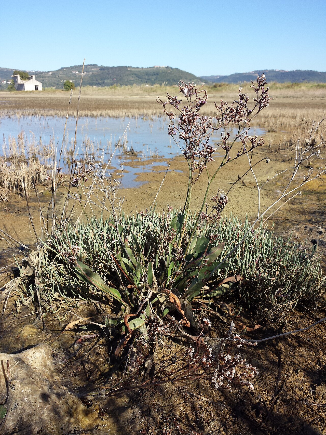Limonium narbonense: Habitus Taxonym: Limonium narbonense ss Rottensteiner: Exkursionsflora für Istrien ISBN 978-3-85328-067-6 Location: abandoned saltworks next to Sečovlje, commun