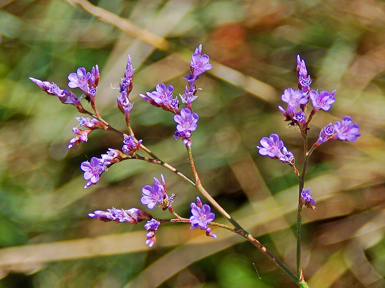 Limonium narbonense: Flowers of Limonium narbonense . Isola della Cona, Trieste, Italy