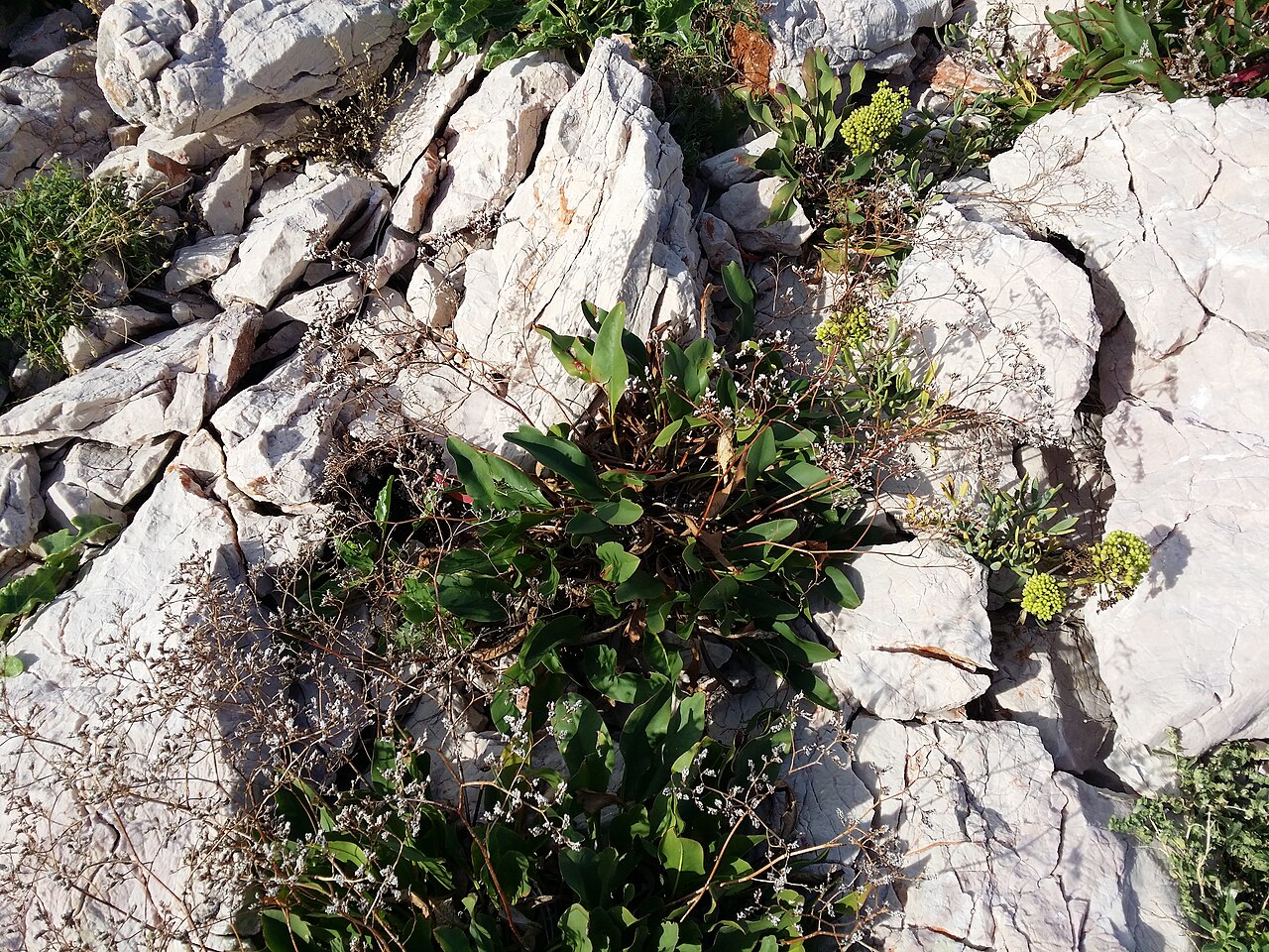 Limonium narbonense: Habitus Taxonym: Limonium narbonense ss Rottensteiner: Exkursionsflora für Istrien ISBN 978-3-85328-067-6 Location: Otočić Zečevo, County Primorje-Gorski kotar,