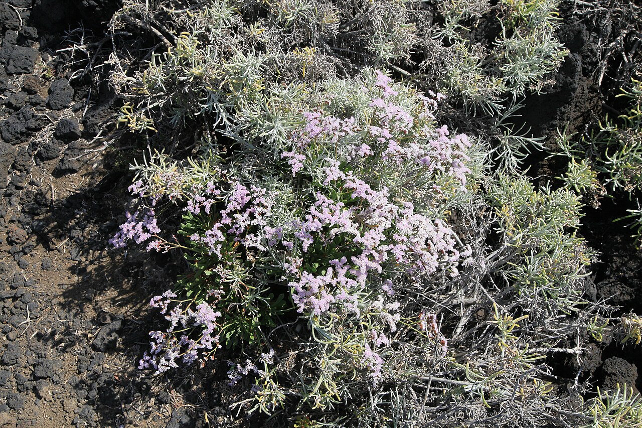 Limonium pectinatum: Limonium pectinatum growing at Lugar Playa La Salemera in La Salemera, Villa de Mazo , La Palma, Canary Island, Spain