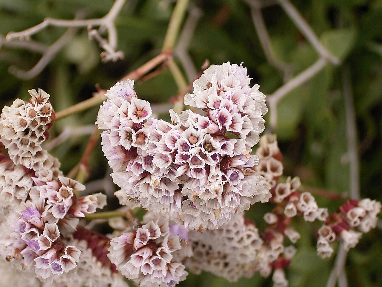 Limonium pectinatum: Limonium pectinatum growing at Los Cancajos, La Palma , Canary Islands