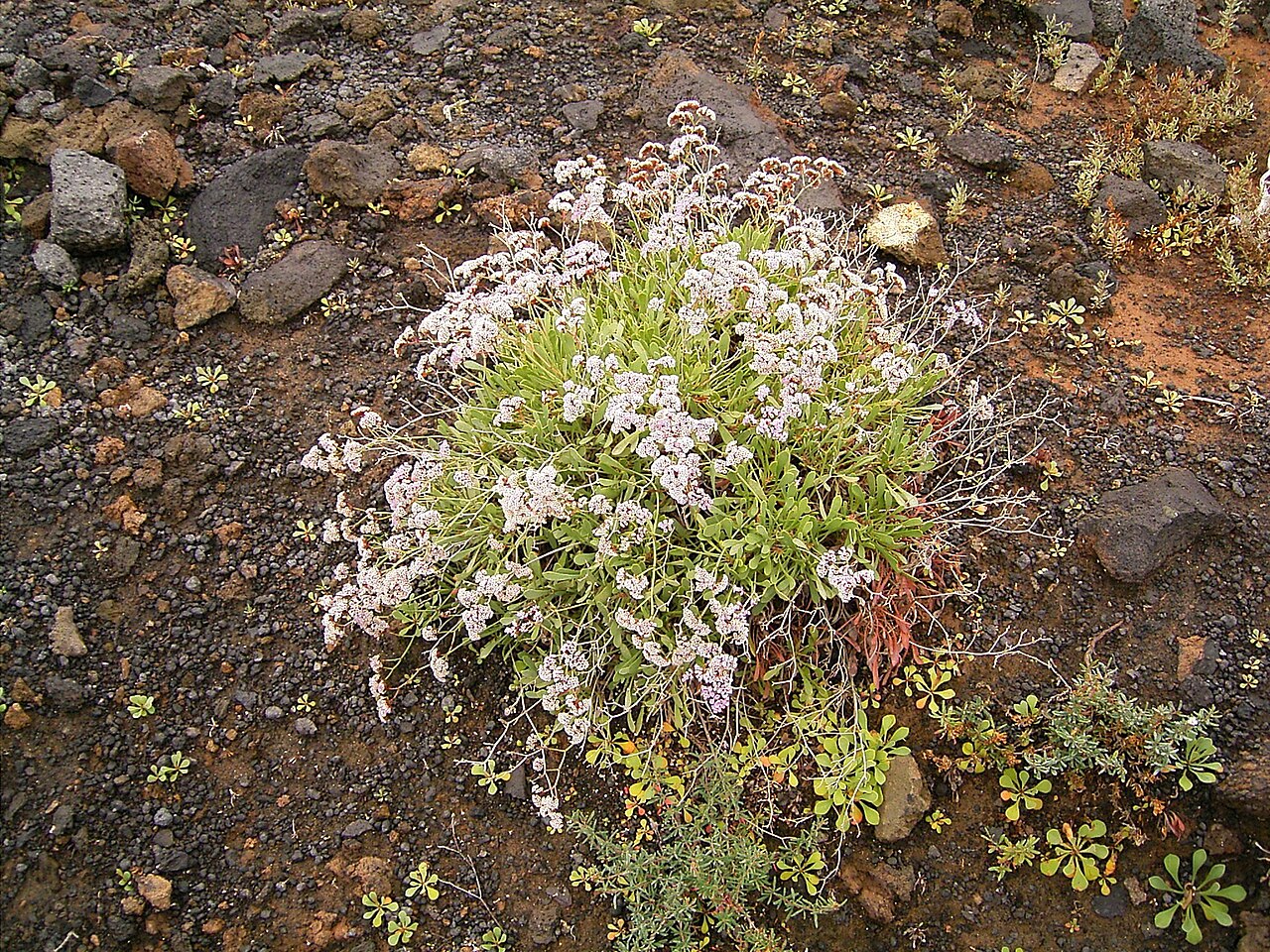 Limonium pectinatum: Limonium pectinatum growing at Los Cancajos, La Palma , Canary Islands
