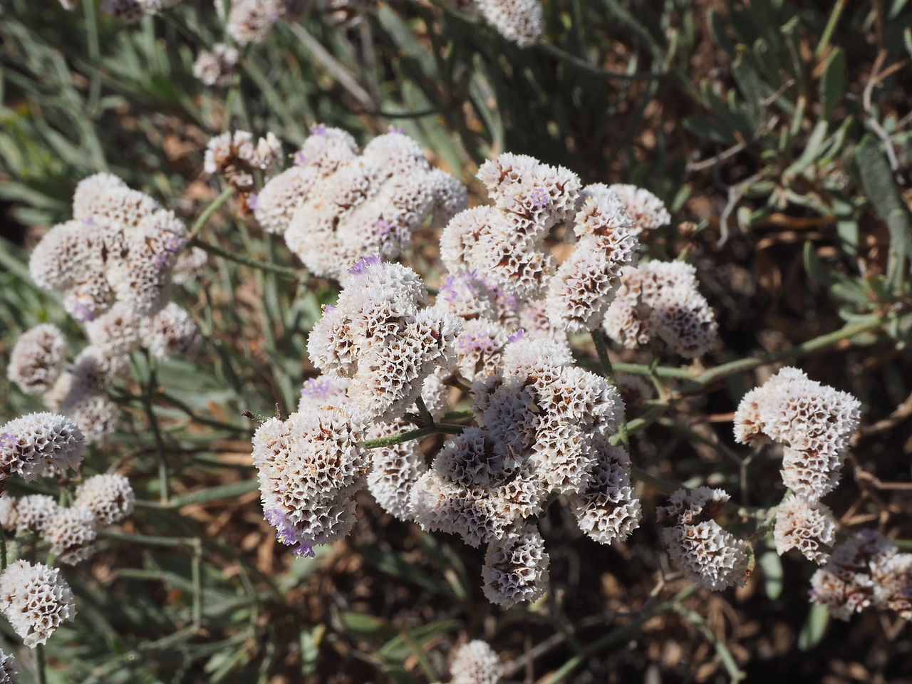 Limonium pectinatum: Limonium pectinatum (siempreviva de mar), flores. Malpaís de Rasca, Tenerife.