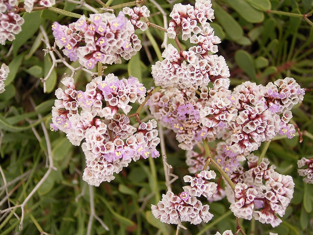 Limonium pectinatum: Limonium pectinatum growing at Los Cancajos, La Palma , Canary Islands