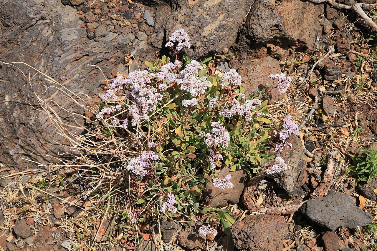 Limonium pectinatum: Limonium pectinatum growing at Vía Puerto de Garafía in Garafía , La Palma, Canary Island, Spain