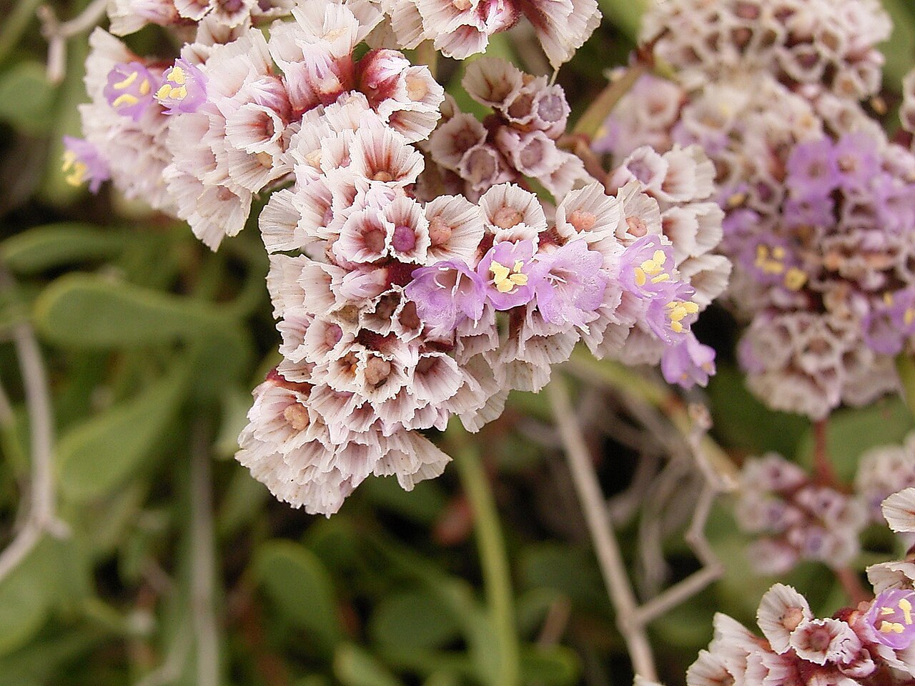 Limonium pectinatum: Limonium pectinatum growing at Los Cancajos, La Palma , Canary Islands