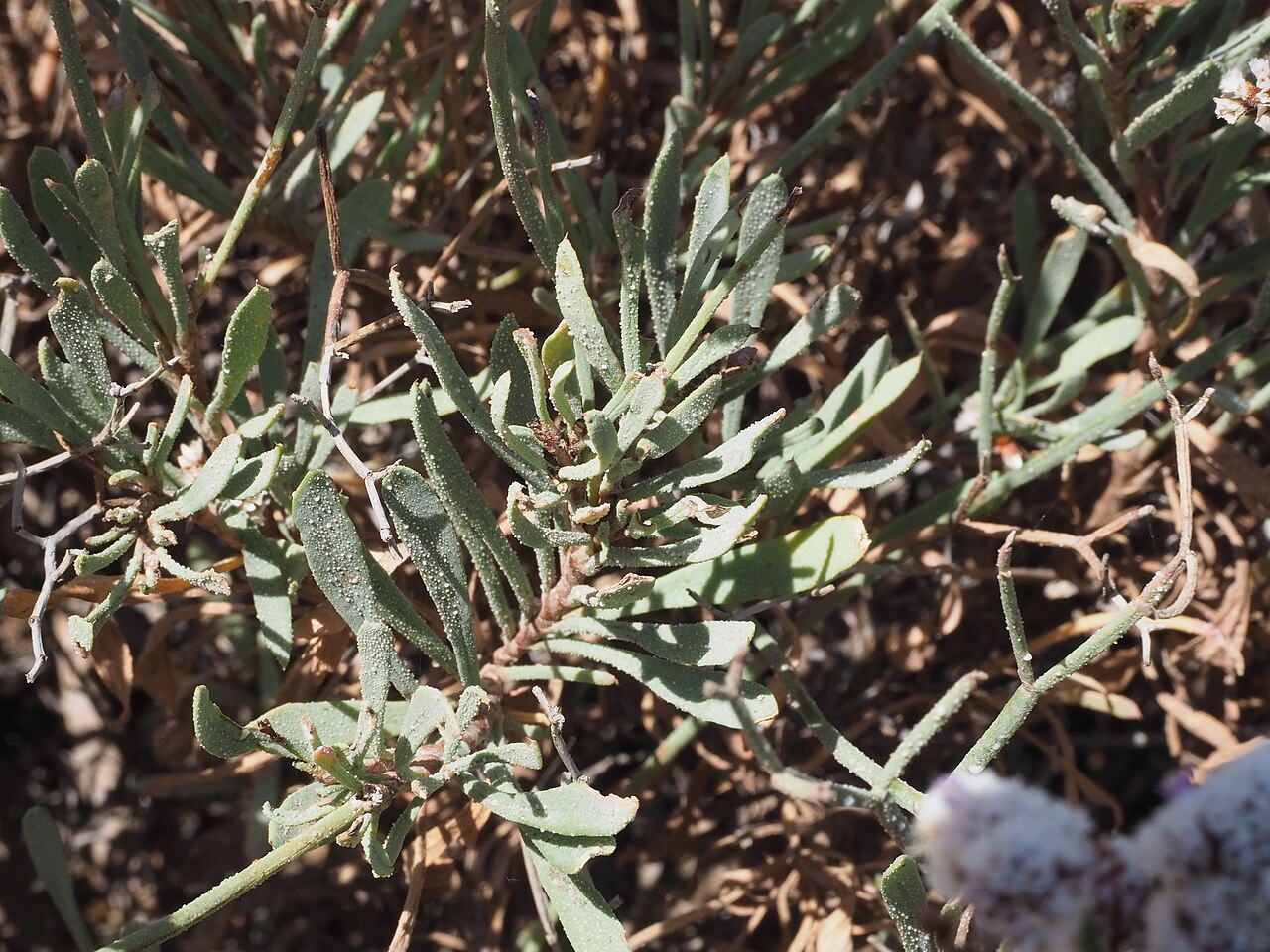 Limonium pectinatum: Limonium pectinatum (siempreviva de mar), hojas. Malpaís de Rasca, Tenerife.