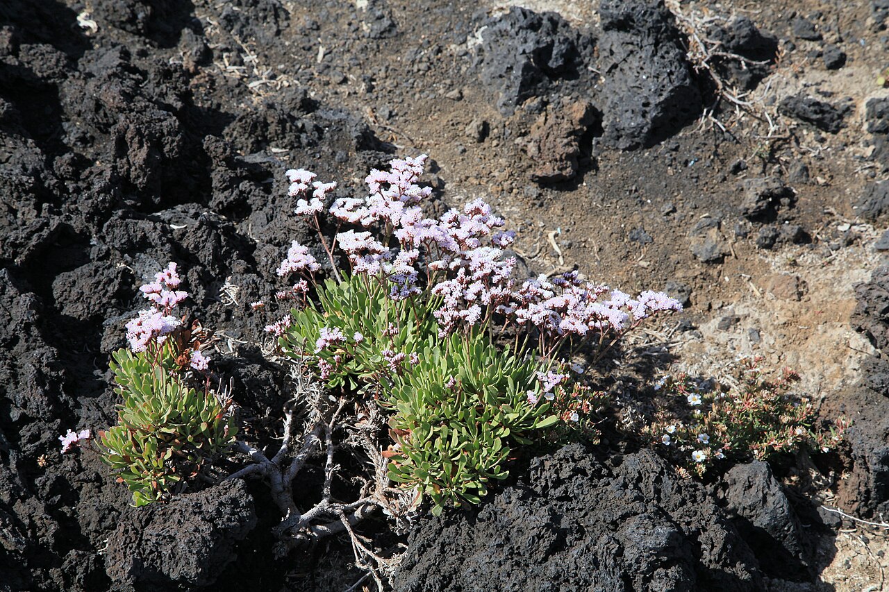 Limonium pectinatum: Limonium pectinatum growing at Lugar Playa La Salemera in La Salemera, Villa de Mazo , La Palma, Canary Island, Spain