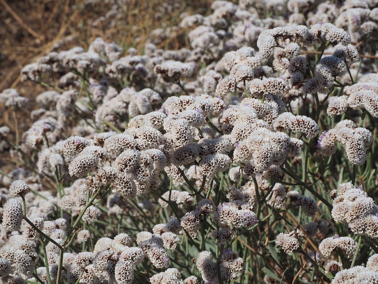 Limonium pectinatum: Limonium pectinatum (siempreviva de mar). Malpaís de Rasca, Tenerife.