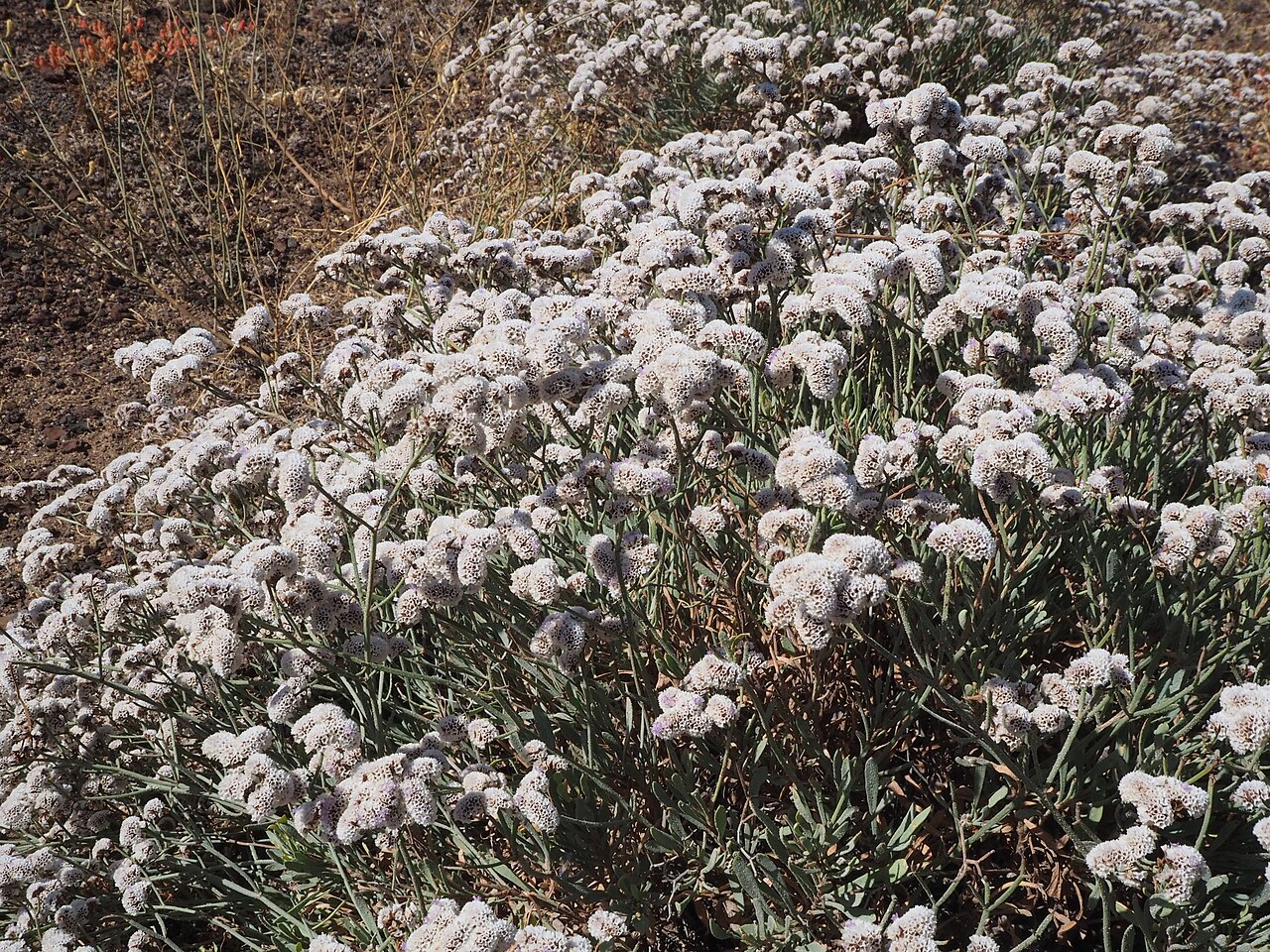 Limonium pectinatum: Limonium pectinatum (siempreviva de mar). Malpaís de Rasca, Tenerife.
