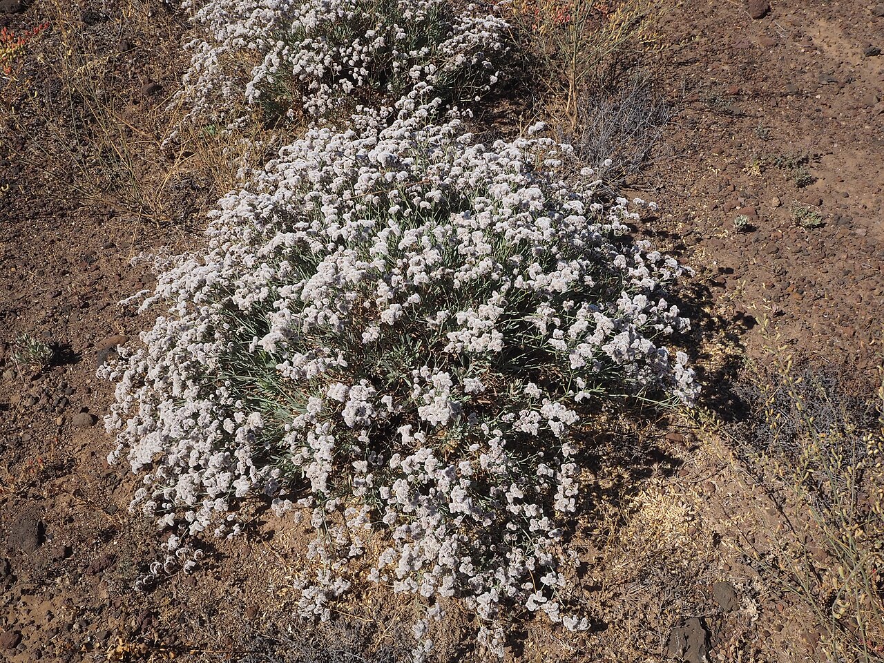 Limonium pectinatum: Limonium pectinatum (siempreviva de mar). Malpaís de Rasca, Tenerife.