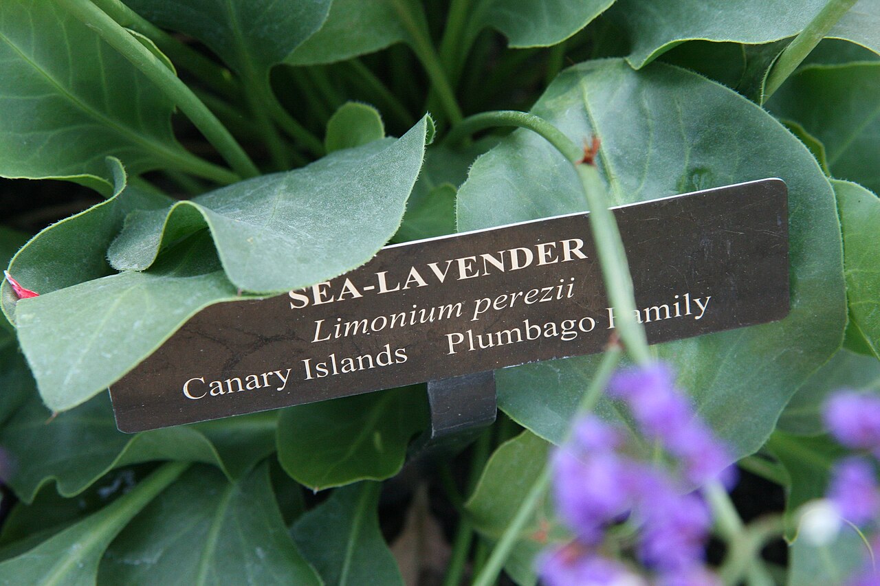 Perez's sea lavender: Location taken: Longwood Gardens, Kennett Square, Pennsylvania.. Names: Limonium perezii Hubbard ex L.H.Bailey (provisionally ), Perez's sea lavender, Perez's S