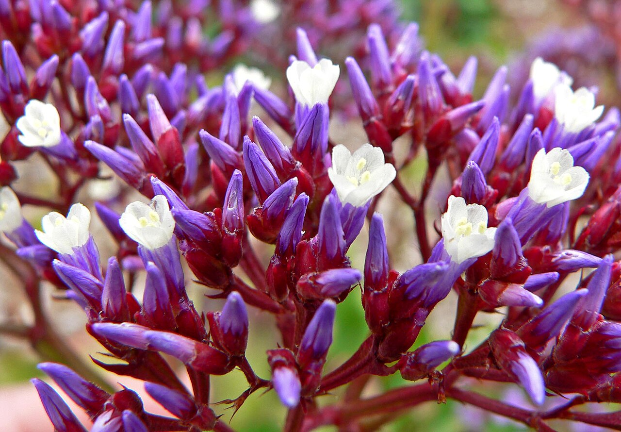 Perez's sea lavender: Photo of Limonium perezii at the San Francisco Botanical Garden