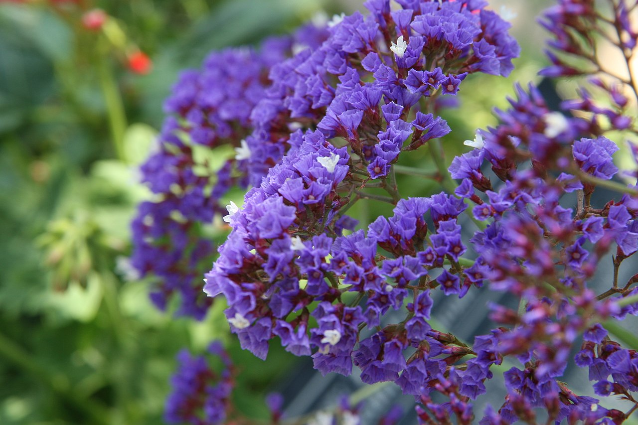 Perez's sea lavender: Location taken: Longwood Gardens, Kennett Square, Pennsylvania.. Names: Limonium perezii Hubbard ex L.H.Bailey (provisionally ), Perez's sea lavender, Perez's S