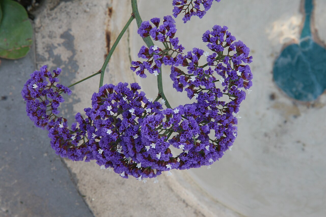 Perez's sea lavender: Location taken: Longwood Gardens, Kennett Square, Pennsylvania.. Names: Limonium perezii Hubbard ex L.H.Bailey (provisionally ), Perez's sea lavender, Perez's S