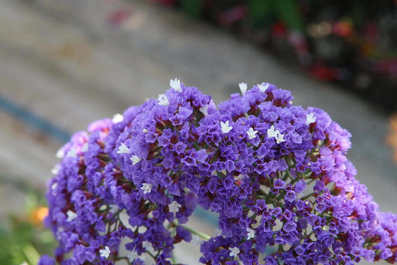 Perez's sea lavender: Location taken: Longwood Gardens, Kennett Square, Pennsylvania.. Names: Limonium perezii Hubbard ex L.H.Bailey (provisionally ), Perez's sea lavender, Perez's S