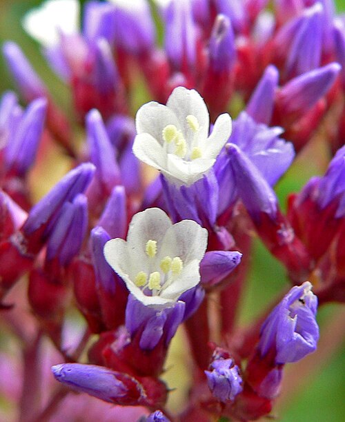Perez's sea lavender: Photo of Limonium perezii at the San Francisco Botanical Garden