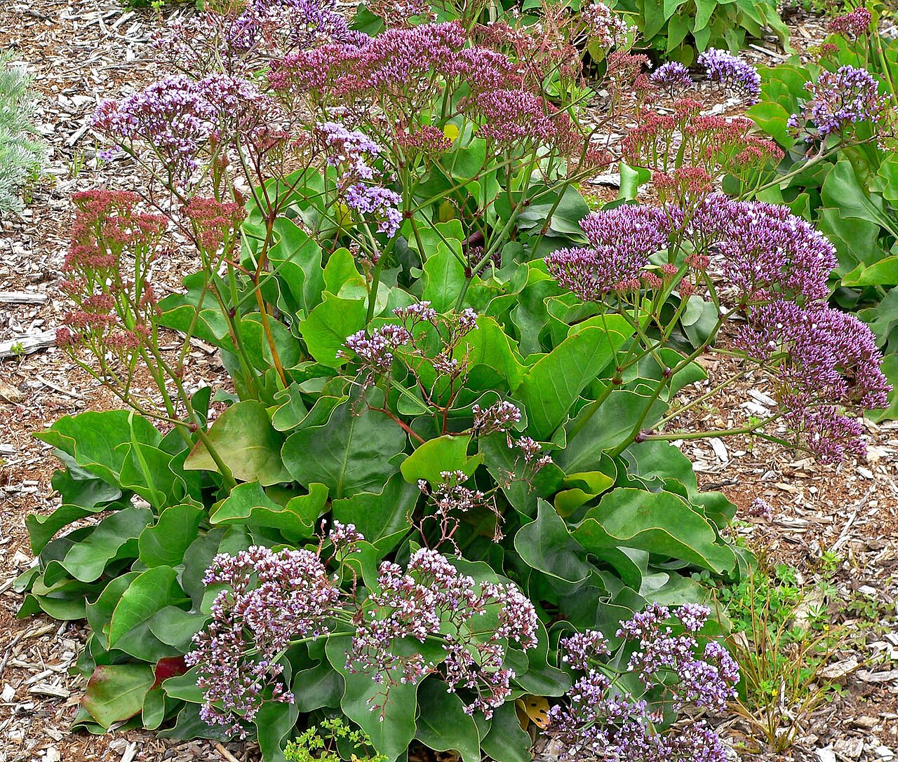 Perez's sea lavender: Photo of Limonium perezii at the San Francisco Botanical Garden
