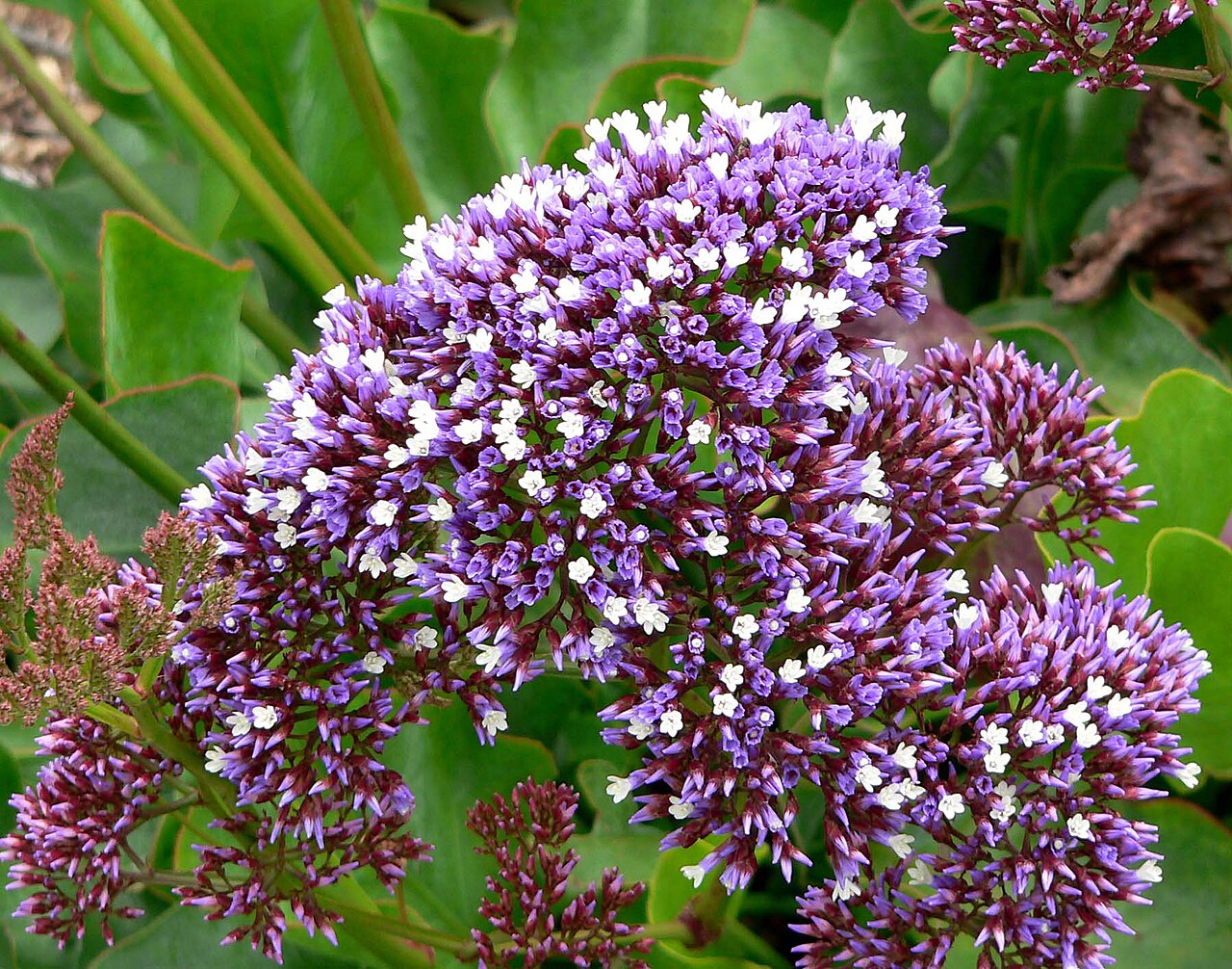 Perez's sea lavender: Photo of Limonium perezii at the San Francisco Botanical Garden