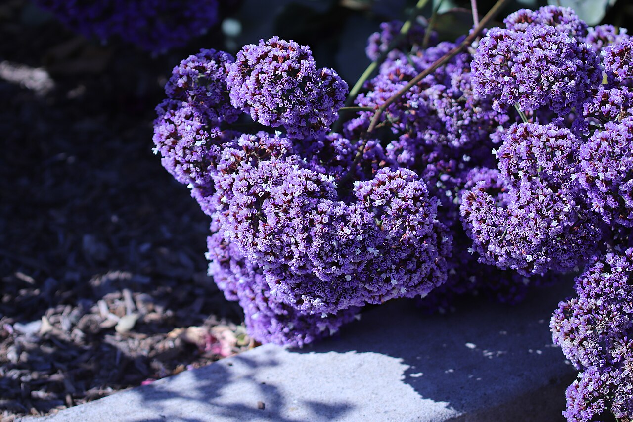 Perez's sea lavender: Perez's sea lavender (Limonium perezii) on May 31, 2018 in Los Altos, California.