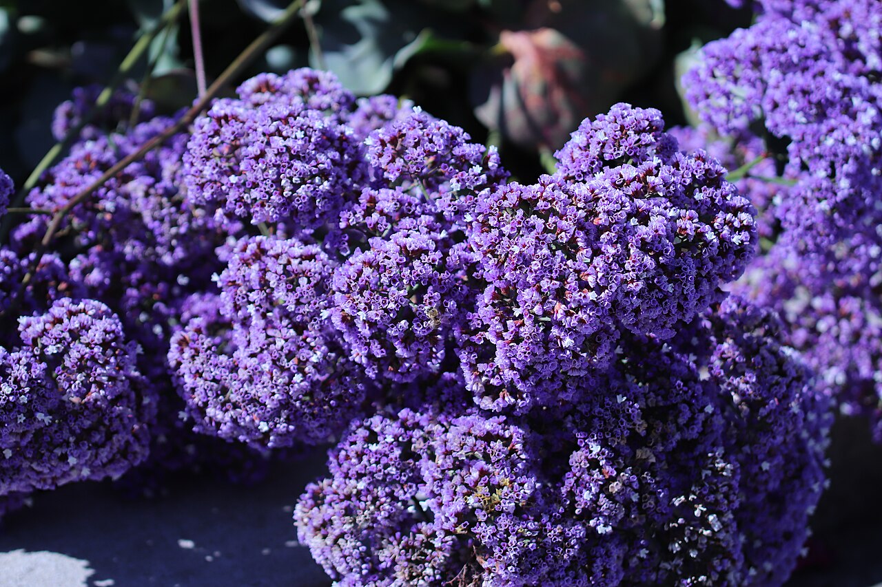 Perez's sea lavender: Perez's sea lavender (Limonium perezii) on May 31, 2018 in Los Altos, California.