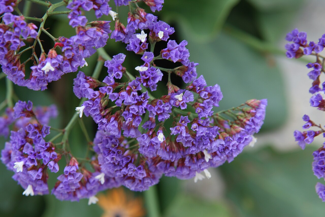 Perez's sea lavender: Location taken: Longwood Gardens, Kennett Square, Pennsylvania.. Names: Limonium perezii Hubbard ex L.H.Bailey (provisionally ), Perez's sea lavender, Perez's S