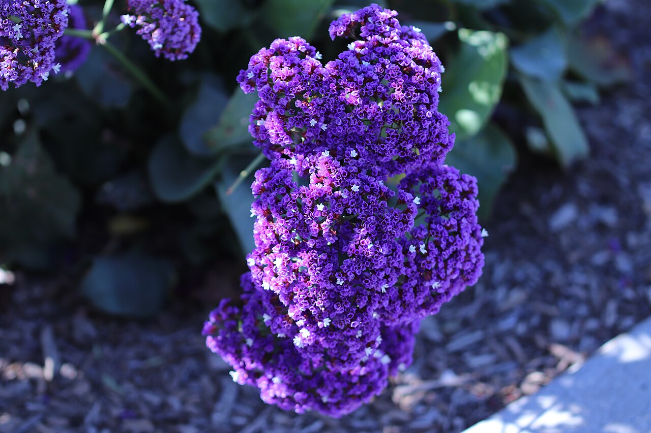 Perez's sea lavender: Perez's sea lavender (Limonium perezii) on May 31, 2018 in Los Altos, California.