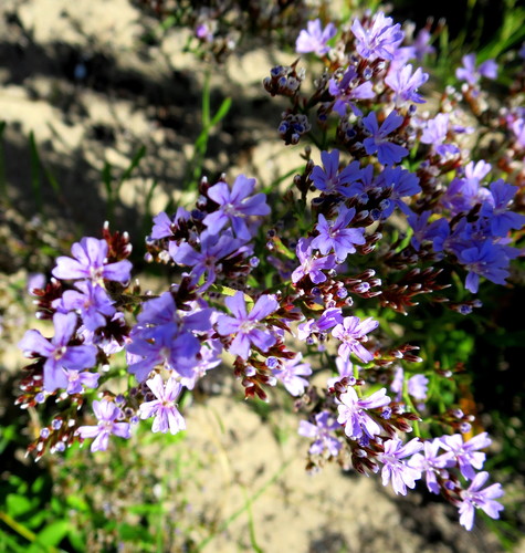 Limonium scabrum (Limonium scabrum)