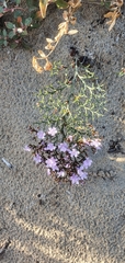 Limonium scabrum (Limonium scabrum)
