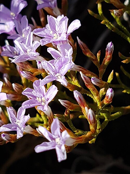 Limonium scabrum: Limonium scabrum Kuntze - on seashore at Nature's Valley, Cape Province, South Africa