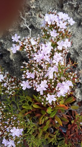 Limonium scabrum (Limonium scabrum)