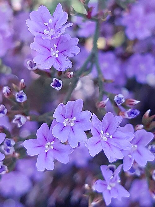 Limonium scabrum: Limonium scabrum Kuntze - on seashore at Nature's Valley, Cape Province, South Africa