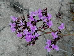 Limonium scabrum (Limonium scabrum)