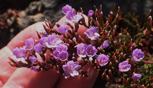Limonium scabrum (Limonium scabrum)
