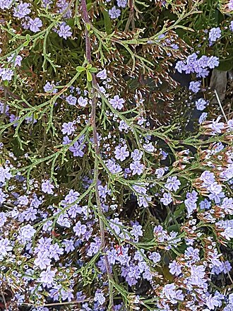 Limonium scabrum: Limonium scabrum Kuntze - on seashore at Nature's Valley, Cape Province, South Africa
