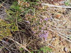 Limonium scabrum (Limonium scabrum)