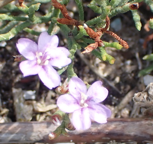 Limonium scabrum (Limonium scabrum)