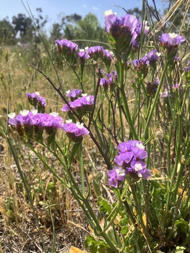 Wavyleaf sea lavender (Limonium sinuatum)