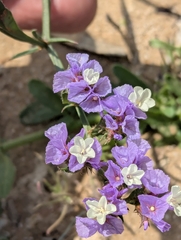 Wavyleaf sea lavender (Limonium sinuatum)