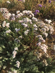 Wavyleaf sea lavender (Limonium sinuatum)