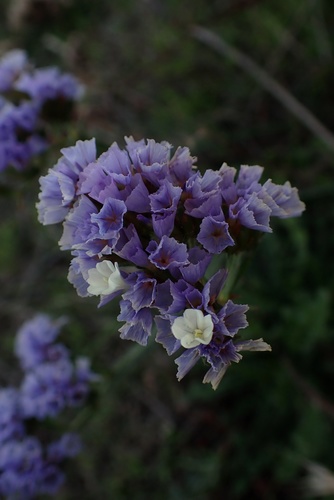 Wavyleaf sea lavender (Limonium sinuatum)