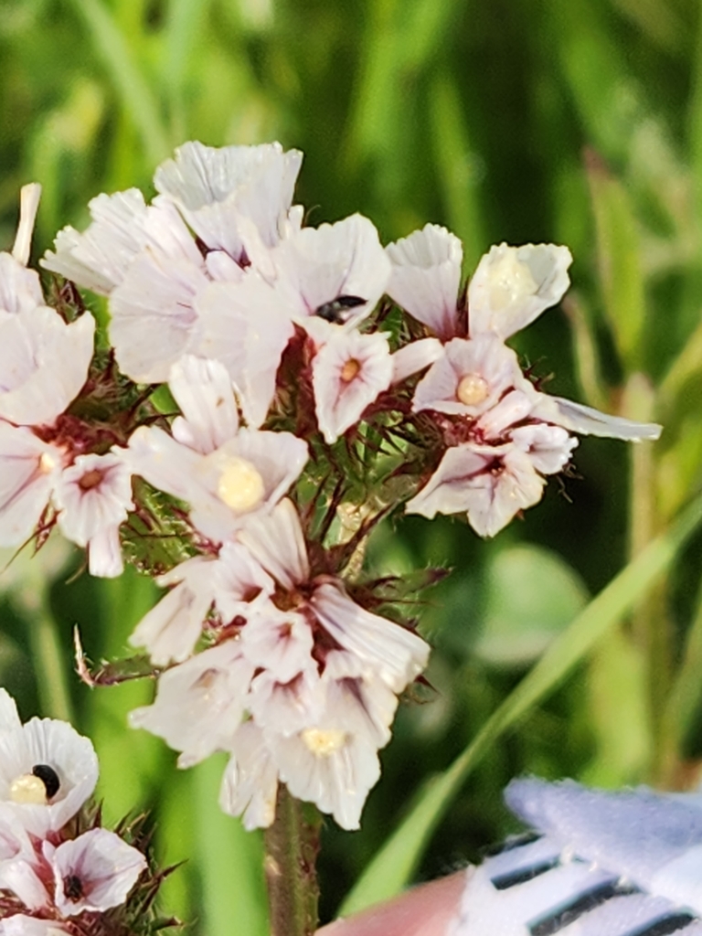 Wavyleaf sea lavender (Limonium sinuatum)