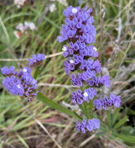 Wavyleaf sea lavender (Limonium sinuatum)