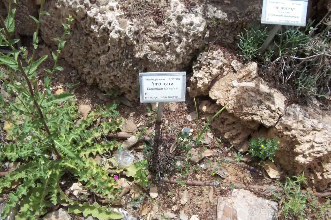 Wavyleaf sea lavender: מצמחי הגן הבוטני בהר הצופים